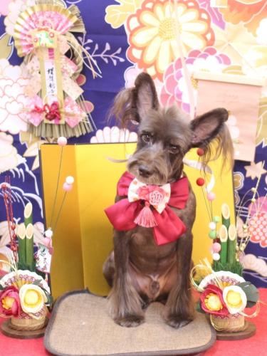 20240128コットンくん